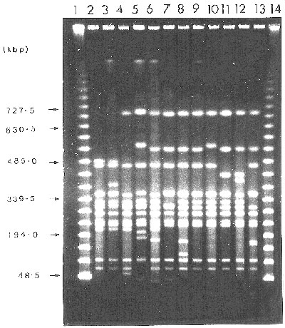 PFGE profiles of XbaI-digested genomic DNA from strains of S. agona PT 15. Legend: Tracks 1-14 contained: 1 and 14, lambda 48.5-kb ladder (Sigma);2, S. agona PFP (XbaI) 6; 3, PFP 6a; 4, PFP 4; 5, PFP 10 (= control PFP type for S. agona); 6, PFP 9; 7, PFP 7; 8, PFP 3; 9, PFP 2; 10, PFP 5; 11, PFP 1; 11, PFP 8; 13, PFP 9. Gels were run at 6.0 V cm-1 for 36 h with a 25- to 75-s pulse ramp time.