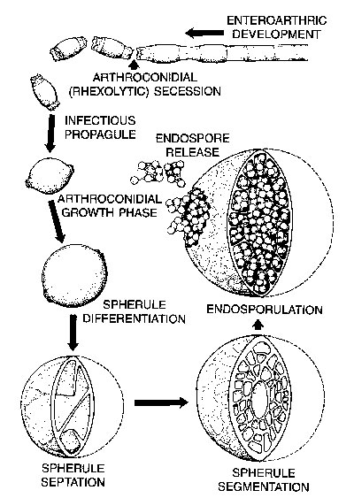 The dimorphic life cycle of Coccidioides immitis.