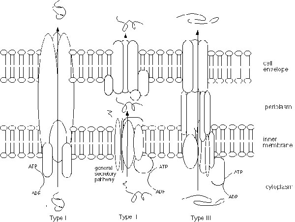 Schematic diagram of type I, type II, and type III secretion systems. All systems use the energy of ATP hydrolysis to drive secretion. Type I and type III secrete proteins across both the inner membrane and the cell envelope (outer membrane) in one step; secreted proteins do not make an intermediate stop in the periplasm, as they do in type II secretion. Type I and type III systems are also similar in that they do not remove any part of the secreted protein. In contrast, the N-terminus of protei