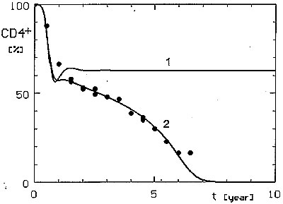 Comparison of only linear (curve 1, v =1.0) T-helper activity decrease with non-linear (standard curve 2, v = 1.6). *CD4+ cell observed values are depicted as circles and those of CD8+ lymphocytes as squares. Both simulated and observed values are depicted as a percentage of normal CD4+ lymphocyte numbers (the normal value of CD8+ lymphocytes is thus 66.7%).