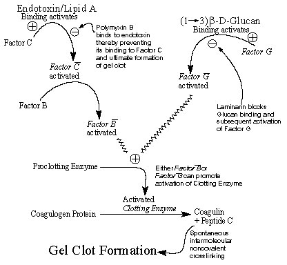 Cascade of biochemical interactions and reactions leading to gel clot formation in the Limulus amebocyte lysate assay. Endotoxin binding to Factor C via the Lipid A moiety results in its activation and in turn the sequential activation of Factor B, which results in the subsequent activation of the proclotting enzyme. Binding of polymyxin B to endotoxin blocks Limulus reactivity in those samples where endotoxin is the initiating molecule. In contrast, (1<!-- INSERT SHAPE PICT -->3)-ß-D-glucans bi