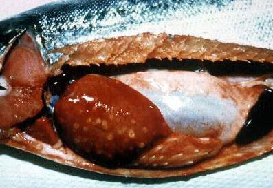 Coho salmon infected with Piscirickettsia salmonis. Note cream- colored lesions on liver, enlarged spleen, pale gills, and hemorrhaged areas within the peritoneal cavity.