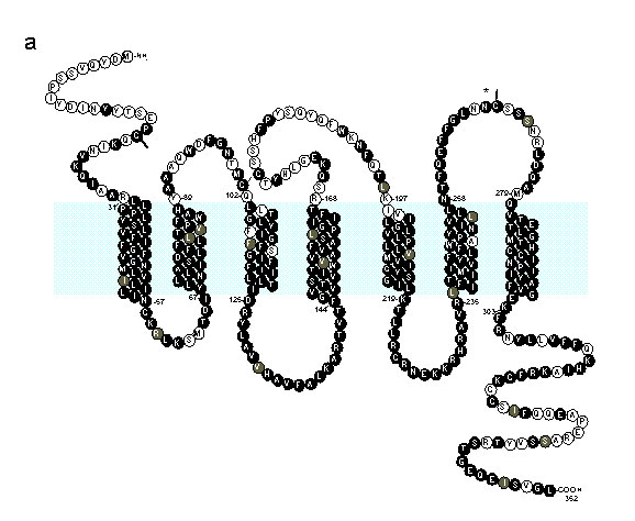 Predicted structure and amino acid sequence of CCR5. The typical serpentine structure is depicted with three extracellular (top) and three intracellular (bottom) loops and seven transmembrane (TM) domains. The shaded horizontal band represents the cell membrane. Amino acids are listed with a single letter code. Residues that are identical to those of CCR2b are indicated by dark shading, and highly conservative substitutions are indicated by light shading. Extracellular cysteine residues are indi