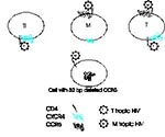 Thumbnail of Chemokine receptors and cell tropism of HIV. Three cell types are illustrated, an in vitro passaged T-cell line (Tl), a monocyte/macrophage (M), and a circulating T-cell (T). T-cell lines express CXCR4 but not CCR5; macrophages and circulating peripheral blood T-cells express both receptors, although the amounts of CXCR4 are lower on macrophages (as indicated by the small CXCR4 symbol). M-tropic HIV, because of certain envelope amino acid sequences, binds to CCR5 and can enter both