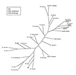 Thumbnail of Consensus parsimony cladogram of rickettsial 16S ribosomal RNA sequences shows that R. felis (in bold) is a member of the spotted fever group.