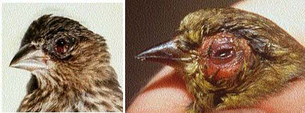 MG isolates have been made from songbirds with clinical signs and gross lesions characterized by mild to severe unilateral or bilateral conjunctival and periorbital swelling with serous to mucopurulent drainage and nasal exudate. Typical gross lesions in a) a female house finch (Carpodacus mexicanus) (photo courtesy of D. Earl Green, State of Maryland, Department of Agriculture, College Park, MD) and b) an American goldfinch (Carduelis tristis) (photo by K. Joyner, College of Veterinary Medicine