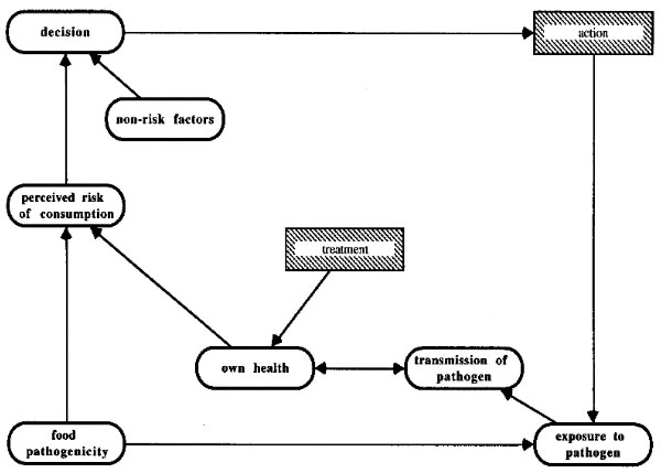 Diagram of the general model