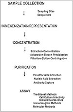 Thumbnail of General steps in the isolation of human enteric viruses and parasitic protozoa from foods.