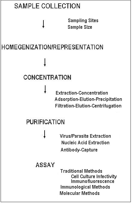 General steps in the isolation of human enteric viruses and parasitic protozoa from foods.