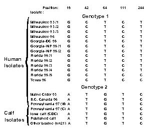 Alignment of TRAP-C2 nucleotide positions that show polymorphism among Cryptosporidium parvum isolates from human and nonhuman sources. Published calf sequence refers to Genbank accession number X77586. Other bovine (n=21) refers to 21 samples (from Georgia, Alabama, Ohio, Oklahoma, Kansas, Iowa, Idaho, Utah, and Washington) that had the same genotype.
