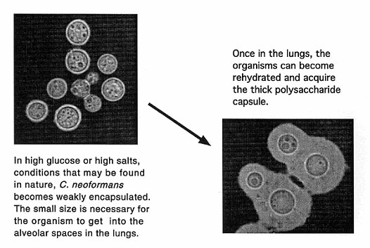 Proposed means of infection by C. neoformans.