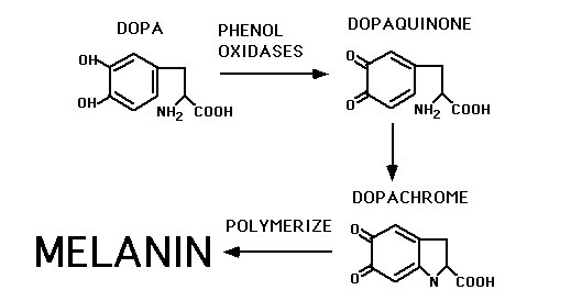 Proposed pathway for melanin synthesis by C. neoformans.