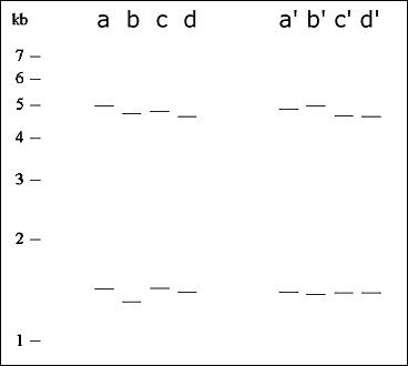 Prior to alignment of two sets of 2-banders, lanes are difficult to cluster (lanes a-d are from the distributions in Figure 4a and b). Subsequent to alignment, lanes are much easier to cluster (lanes a' and b' are specific examples from the distributions in Figure 4e and ff; lanes c' and d' likewise correspond to Figure 4g and h). Fragment lengths are given in kilobasepairs (kb).