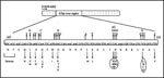 Thumbnail of Single amino acid substitutions in the 81 bp core-region of the rpoB gene responsible for conferring rifampicin (RIF) resistance (Insertions and deletions that confer the RIF-resistance phenotype are not depicted). Amino acids are represented with single letter abbreviations. Changes in codon Ser531 and His526 account for more than 70% of the mutations with RIF resistance (depicted in shaded ellipses).