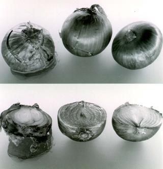 B. cepacia causes an onion rot known as slippery skin (1). The onions shown were inoculated with three strains of B. cepacia. Rot occurred in onion1 (left), which was inoculated with strain originally isolated from onions. Rot did not occur with environmental isolates tested or with strains from CF lung.