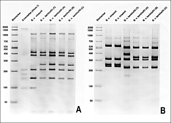 A. Polymerase chain reaction-restriction fragment length polymorphism (PCR-RFLP) analysis of the 16S rRNA gene of B. vinsonii subsp. berkhoffii isolates using Dde I demonstrating differentiation between subspecies of B. vinsonii. B. PCR-RFLP analysis of the 16S-23S intergenic spacer region of B. vinsonii subsp. berkhoffii isolates using Hae III. Strain differences were detected between B. vinsonii subsp. berkhoffii (T), which was the type strain cultured from a dog with endocarditis, and isolates A (described in this report), B, and C from subclinically infected dogs.