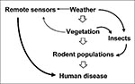 Thumbnail of Simplified hypothetical model of interactions among ecosystem components within disease-endemic areas for rodent-borne zoonotic disease. Left-hand side of model demonstrates potential use of remote sensors (satellites) for predicting relative risk for human disease.