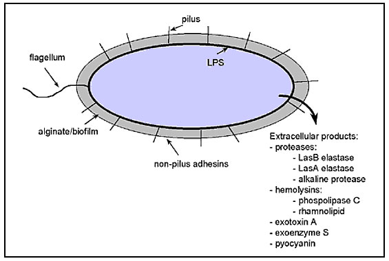 Virulence factors of Pseudomonas aeruginosa. P. aeruginosa has both cell-associated (flagellum, pilus, nonpilus adhesins, alginate/biofilm, lipopolysaccharide [LPS]) and extracellular virulence factors (proteases, hemolysins, exotoxin A, exoenzyme S, pyocyanin).