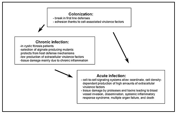 Model of the different phases of Pseudomonas aeruginosa infection. After an initial colonization phase, mostly dependent on cell-associated virulence factors, the infectious process evolves either to a chronic infection characterized by low production of extracellular virulence factors or to an acute infection characterized by high production of cell-to-cell signaling dependent virulence factors. During acute exacerbation of chronic infection, the production of cell-to-cell signaling dependent v