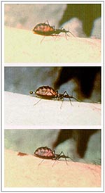 Thumbnail of A triatomine bug vector of Chagas disease in the process of feeding. The fecal droplet contains infective trypanosomes and bacterial symbionts. (Photographs courtesy of Robert B. Tesh).