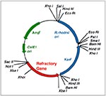 Thumbnail of Shuttle plasmid for genetic transformation of Rhodococcus rhodnii.