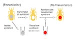 Thumbnail of Symbionts can be genetically altered and used to replace native symbionts, resulting in insects that can no longer transmit disease. (Illustration courtesy of Mark Q. Benedict).