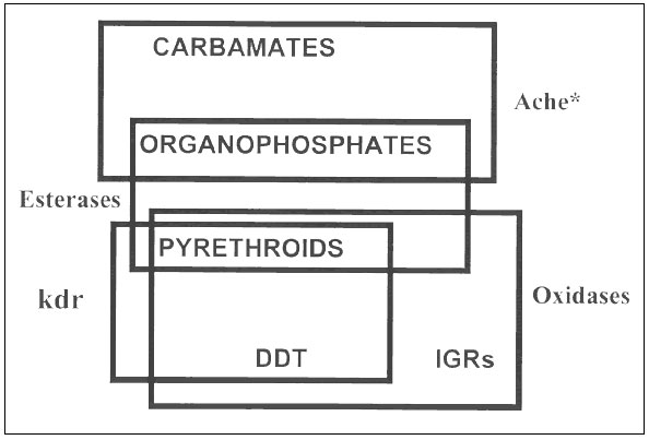 Cross-resistance relationships of commonly used classes of insecticides.