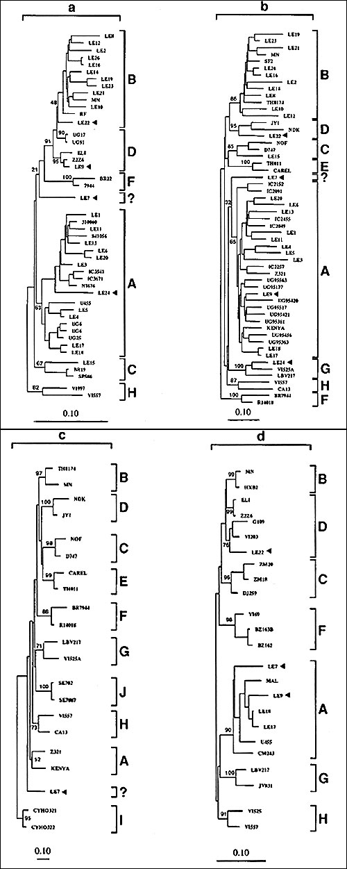 Phylogenetic classification of HIV-1 sequences from Lebanese patients denoted with LE prefix (GenBank accession nos. AF025691- AF025745). The trees were constructed on the basis of the DNA sequences of prot (a), env (b and c), and gag (d) by the maximum- likelihood method. Numbers at the branch nodes connected with subtypes indicate bootstrap values. Env trees: (b) includes all 25 Lebanese sequences of 325 bp and reference sequences from eight subtypes A through H; and (c) includes only Lebanese