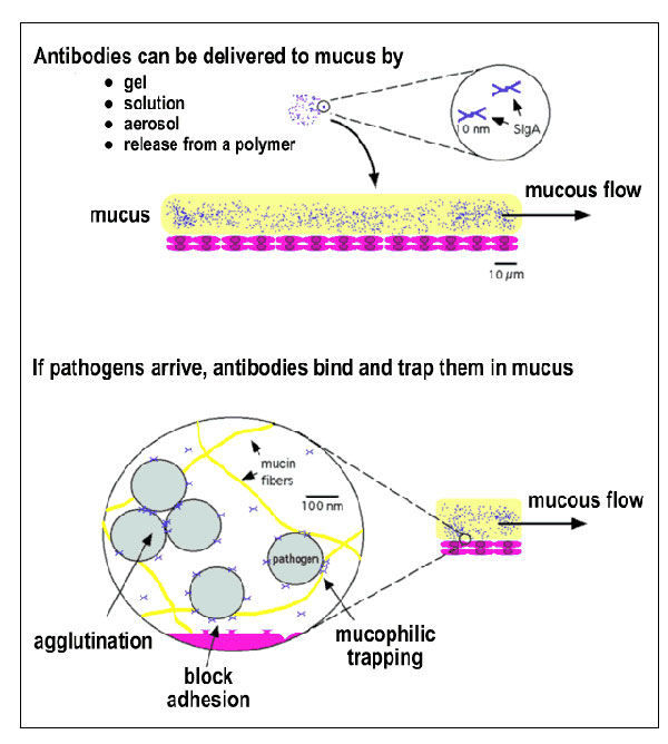 Topical delivery of pathogen-specific MAbs can protect the mucosal epithelium. (Top) Protective MAbs (in this figure, secretory immunoglobulin A; SIgA) can be topically applied to the mucosa in various ways. (Bottom) In mucus, MAbs are believed to act by a number of mechanisms to prevent penetration of the mucous layer and subsequent infection of target cells (62). MAbs can trap pathogens in the mucous gel by forming low affinity bonds with mucin fibers and can agglutinate pathogens into cluster