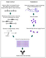 Thumbnail of Generation of human monoclonal antibodies. (Phage display) Heavy and light chain cDNA isolated from human B-cells is used to generate a combinatorial library in which random heavy (H) and light chain (L) pairings are expressed on the surface of phage. These phage can then be screened for antigen binding by traditional techniques (e.g., ELISA). Since only the antigen binding region is used in the phage display process, the selected clone is then placed into an appropriate expression