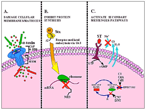 Pulsed-field gel electrophoresis of SfiI restriction fragments of Streptococcus pyogenes DNAs of erythromycin-resistant S. pyogenes. Lanes 1-2, MLSb phenotype strains; lane 3, clone F (biotype I, type T28, emm28); lanes 4-5, clone A (biotype III, type T12, emm12); lanes 6-7, clone B (biotype I, type T4, emm4); lanes 8-9, clone C (biotype I, type T4, emm4); lane 10, clone D (biotype V, type T8.25, emm75); lanes 11-12, clone E (biotype I, type T1, emm1); lane 13, DNA size standards (lambda ladder,