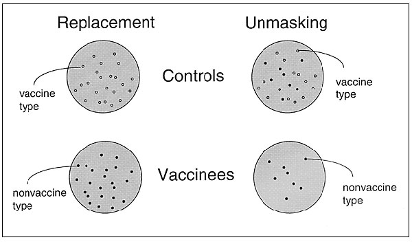 Two hypotheses explain the observation of higher rates of carriage of nonvaccine serotypes in vaccine recipients than in controls. Large circles represent plated samples from controls (top) andvaccine recipients (bottom). The left side shows true serotype replacement; here a control carries vaccine types (white colonies), while a vaccine recipient does not, and (possibly as a result of decreased competition) now carries only nonvaccine types (black colonies). The right side shows the unmasking p