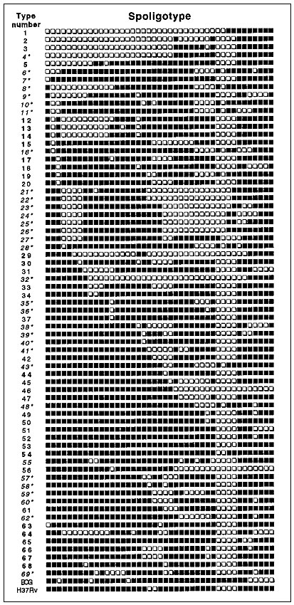 Nomenclature of the spoligotype database (from 1 to 69) based on published spoligotypes (n = 393) and on spoligotypes generated during this investigation (n = 218). The corresponding hybridization patterns for oligonucleotides 1 to 43 (black square, hybridizing; empty square, nonhybridizing) are shown. Type 1 is unique for the Beijing type pattern, whereas type 69 is unique for the Manila type pattern. Bold characters illustrate patterns that have so far been noticed only in Caribbean and neighb