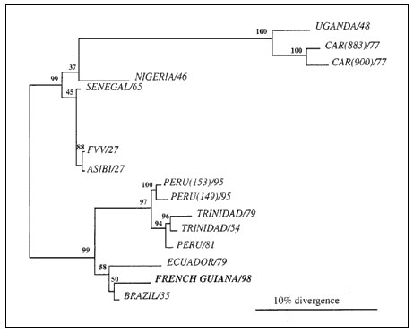 Phylogenetic tree generated from 309 nucleotides of the 3' noncoding region of the strain of yellow fever (YF) isolated in French Guiana in 1998 (in bold) and of 14 other YF strains by using the DNAPARS program. Numbers indicate bootstrap values for groups to the right. One µl (30 ng) of primer VD8 (5'-GGGTCTCCTCTAACCTCTAG-3') was mixed with RNA resuspended in 10 µl of distilled water; the mixture was heated at 95°C for 2 minutes and placed on ice. cDNA was synthesized in a mixture containing re