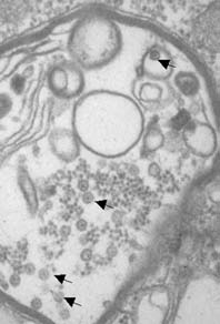 Coltiviruses and Seadornaviruses in North America, Europe, and Asia