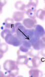 Bartonella quintana in Cynomolgus Monkey (Macaca fascicularis)