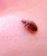 Bed Bug Infestations in an Urban Environment