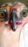 Highly Pathogenic H5N1 Influenza Virus in Smuggled Thai Eagles, Belgium