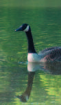 Free-living Canada Geese and Antimicrobial Resistance
