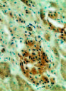 H5N1 Outbreaks and Enzootic Influenza