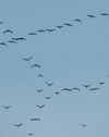  Birds and Influenza H5N1 Virus Movement to and within North America