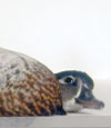Susceptibility of North American Ducks and Gulls to H5N1 Highly Pathogenic Avian Influenza Viruses