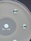 VEB-1 in Achromobacter xylosoxidans from Cystic Fibrosis Patient, France