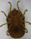 Molecular Characterization of Tickborne Relapsing Fever Borrelia, Israel