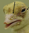 Human Metapneumovirus in Turkey Poults