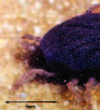 Possibilities for Relapsing Fever Reemergence