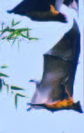 Lyssavirus Surveillance in Bats, Bangladesh