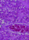 Avian Influenza H5N1 in Naturally Infected Domestic Cat