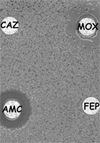 VEB-1 Extended-Spectrum ß-lactamase–producing Acinetobacter baumannii, France