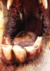  Unexpected Rift Valley Fever Outbreak, Northern Mauritania